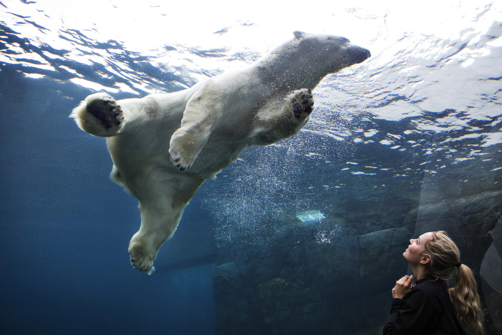 Life in the zoo, 2013