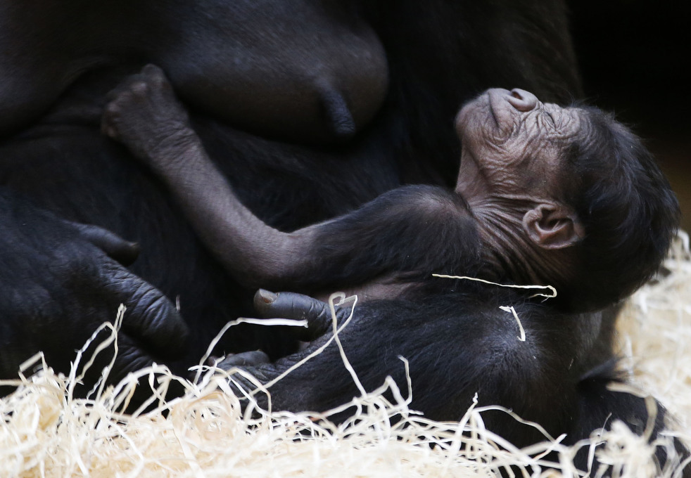 020513_zoo_life_02.jpg