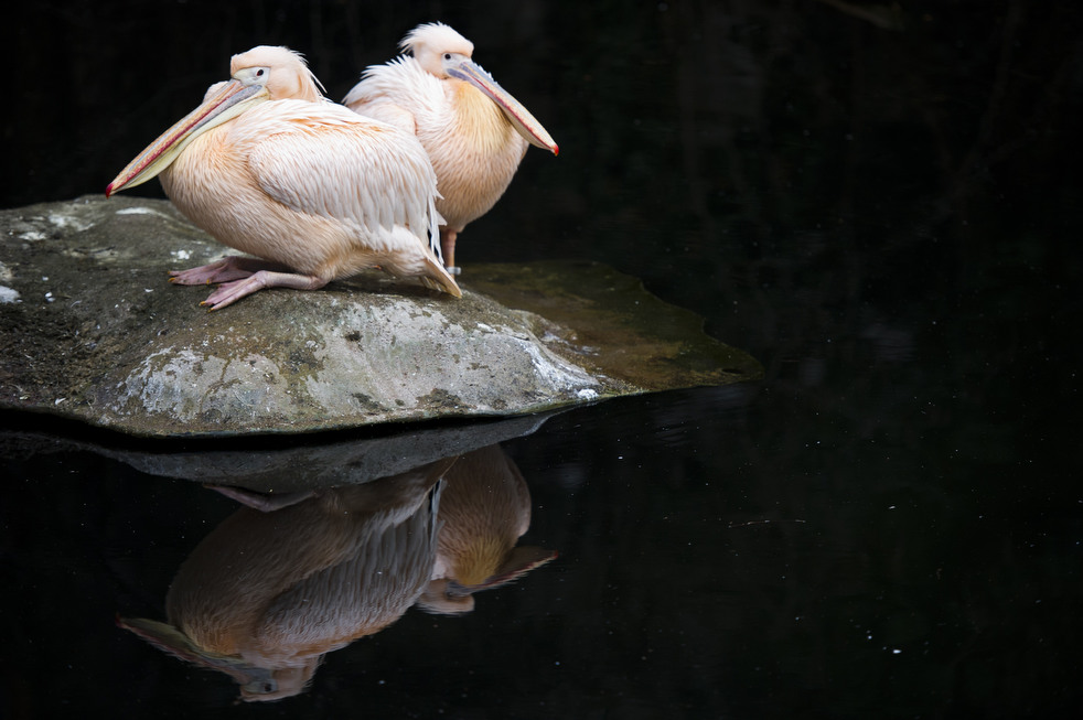 020513_zoo_life_07.jpg