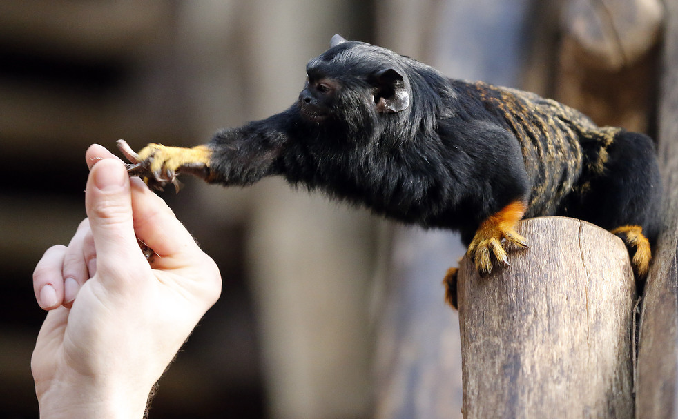 020513_zoo_life_08.jpg
