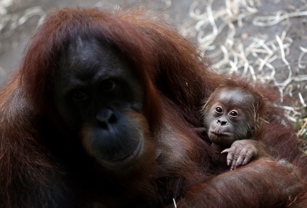 020513_zoo_life_13.jpg