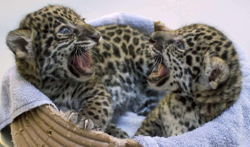 020513_zoo_life_17.jpg