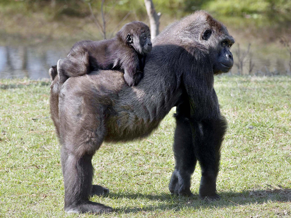 020513_zoo_life_18.jpg