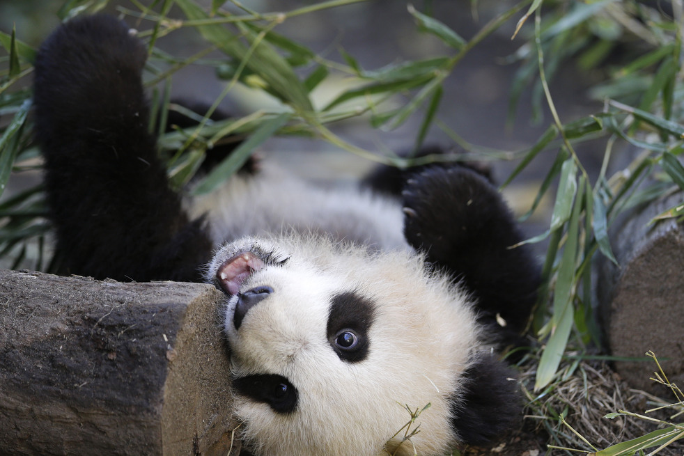 020513_zoo_life_21.jpg