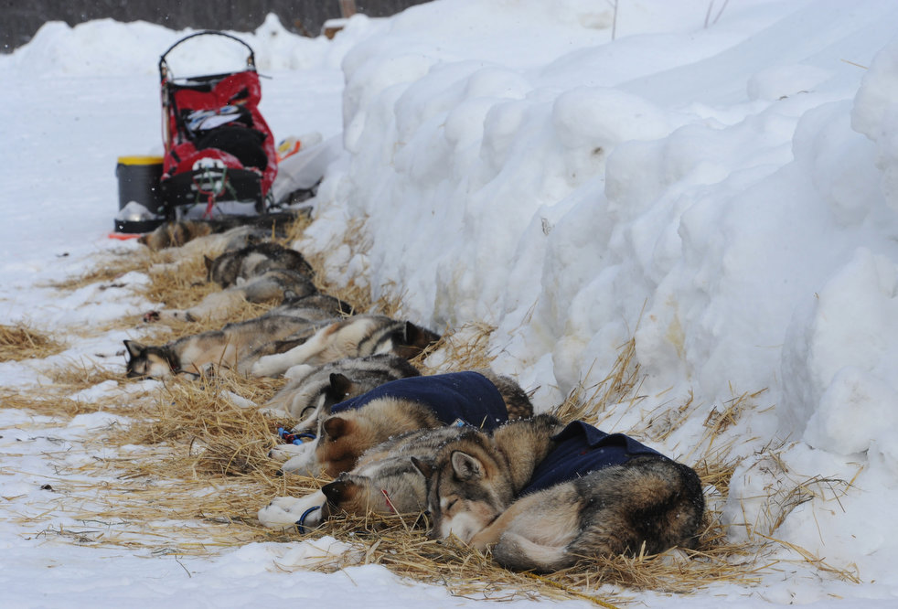 iditarod_2013_03.jpg
