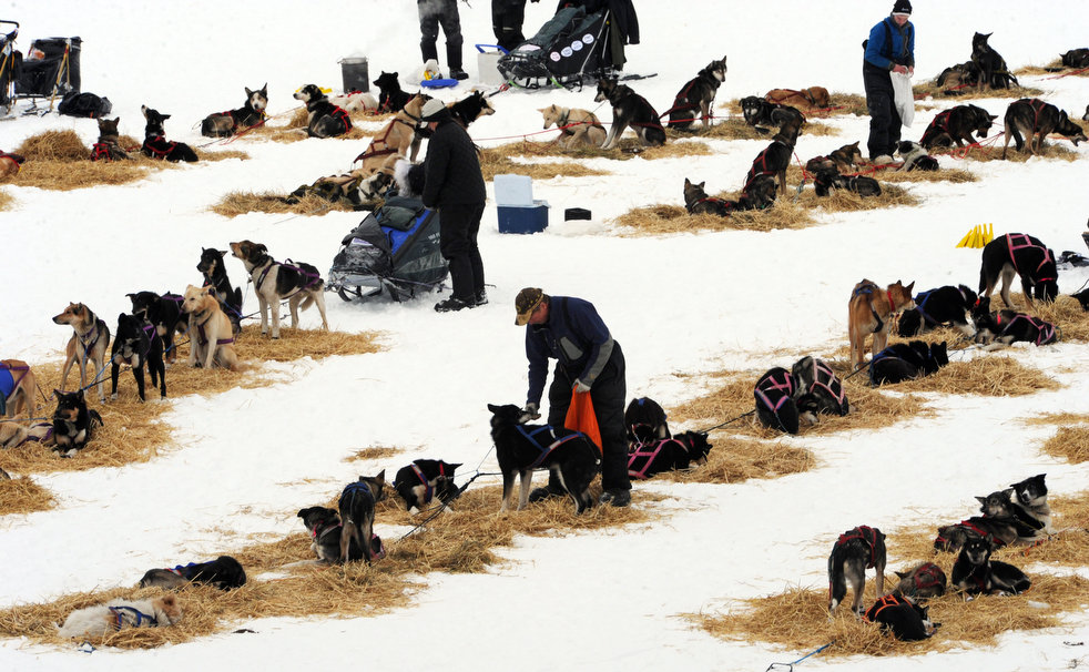 iditarod_2013_15.jpg