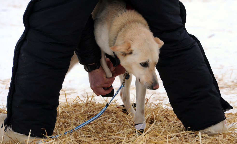 iditarod_2013_17.jpg