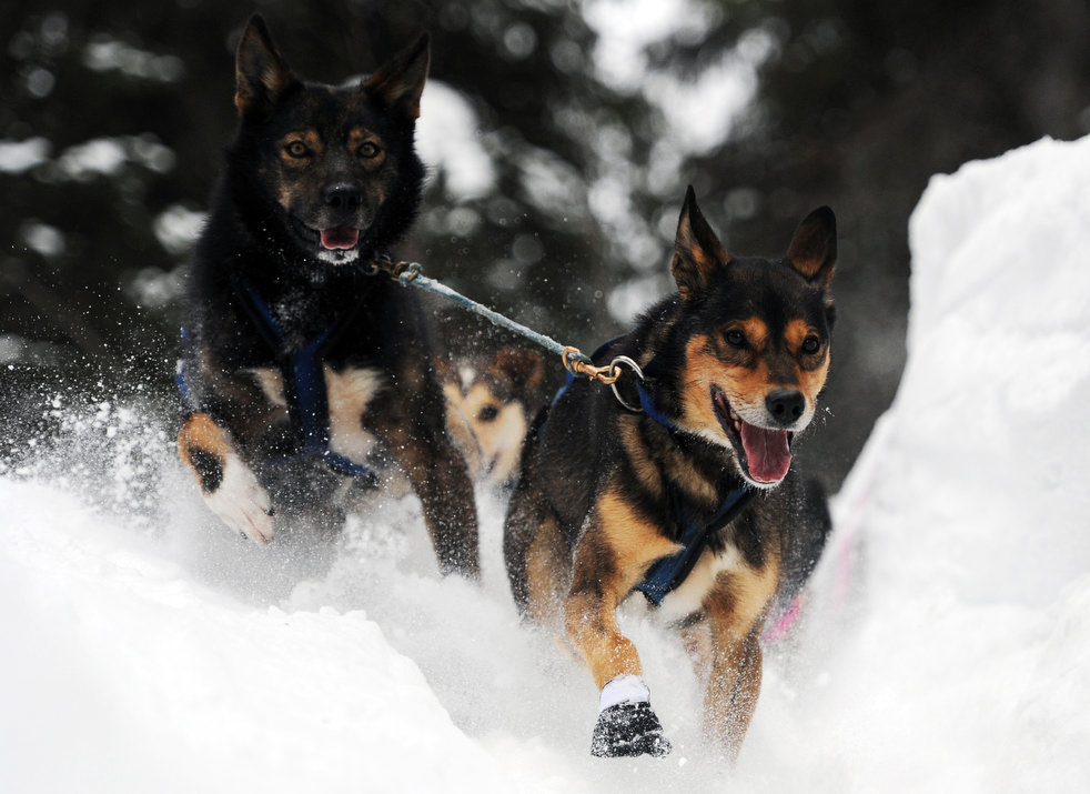 iditarod_2013_20.jpg