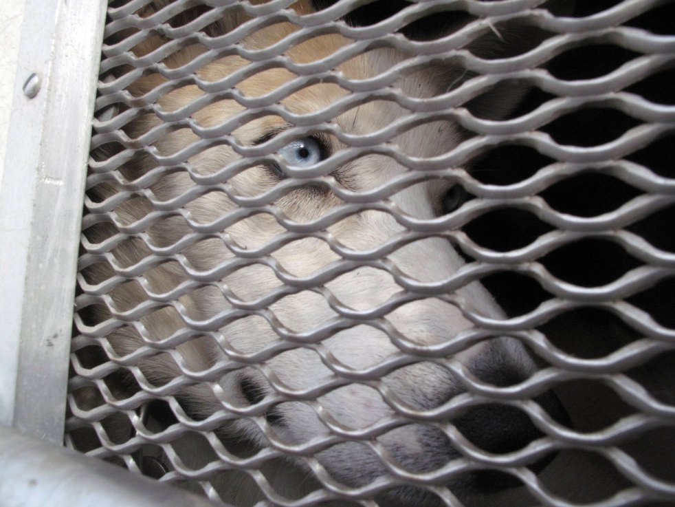 iditarod_2013_28.jpg