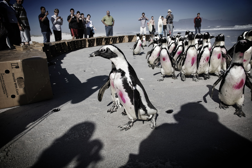 penguin01.jpg