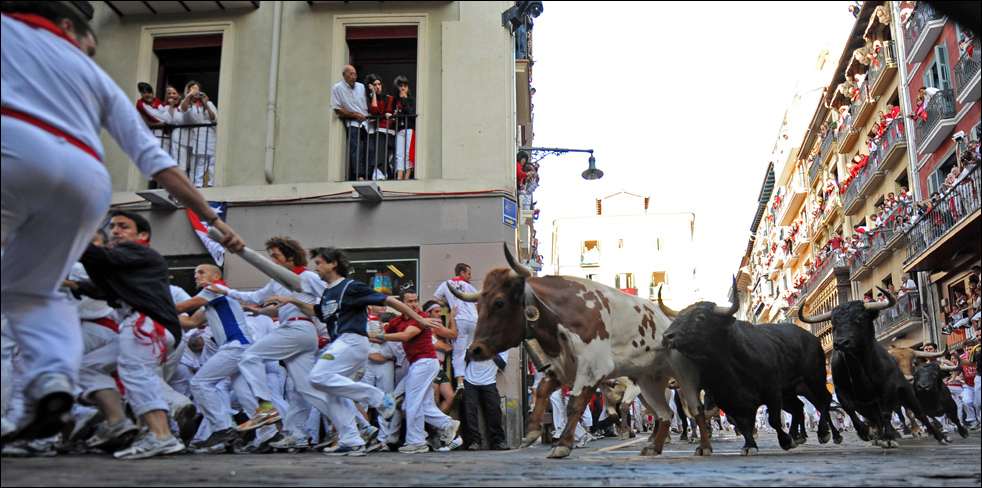 bulls03.jpg