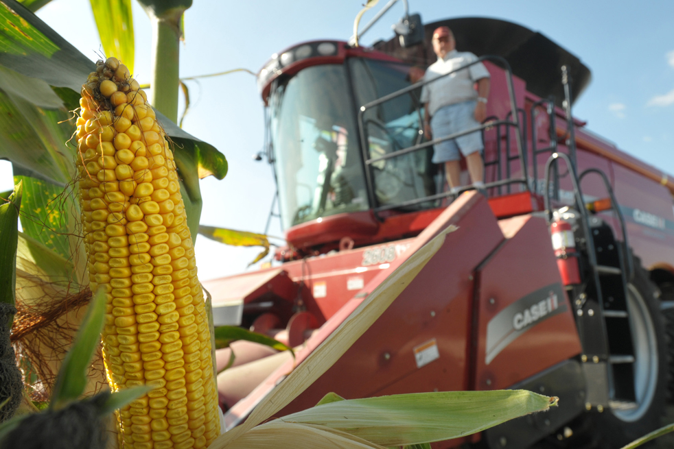harvest03.jpg