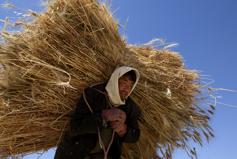 harvest05.jpg