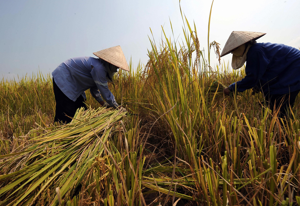 harvest06.jpg