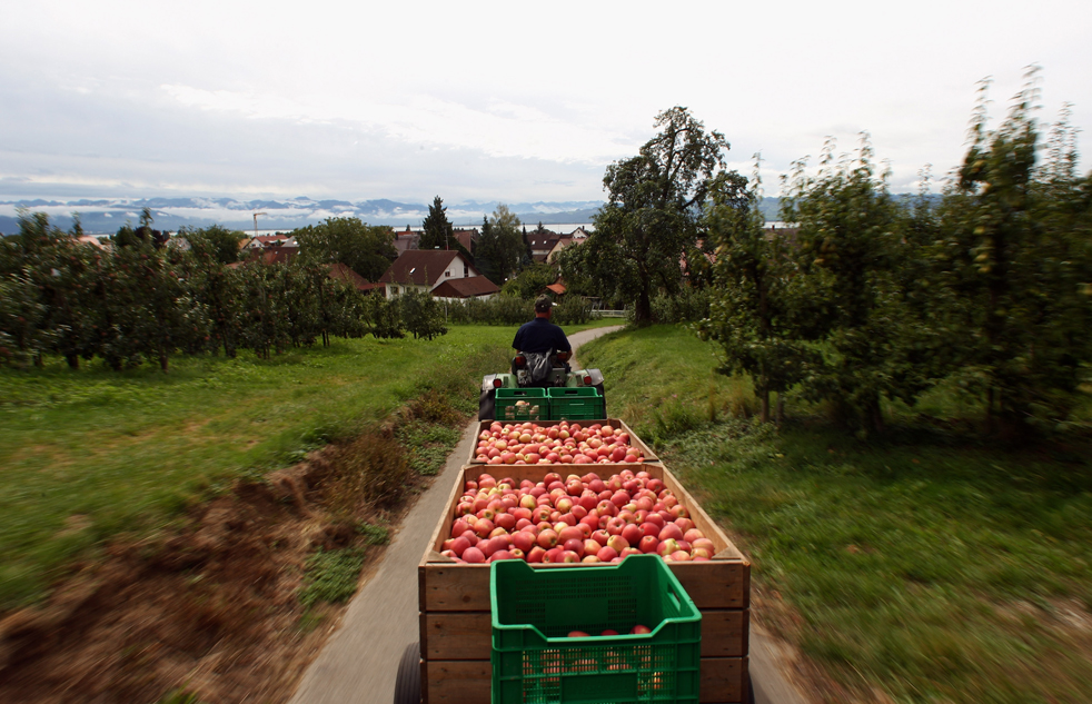 harvest07.jpg
