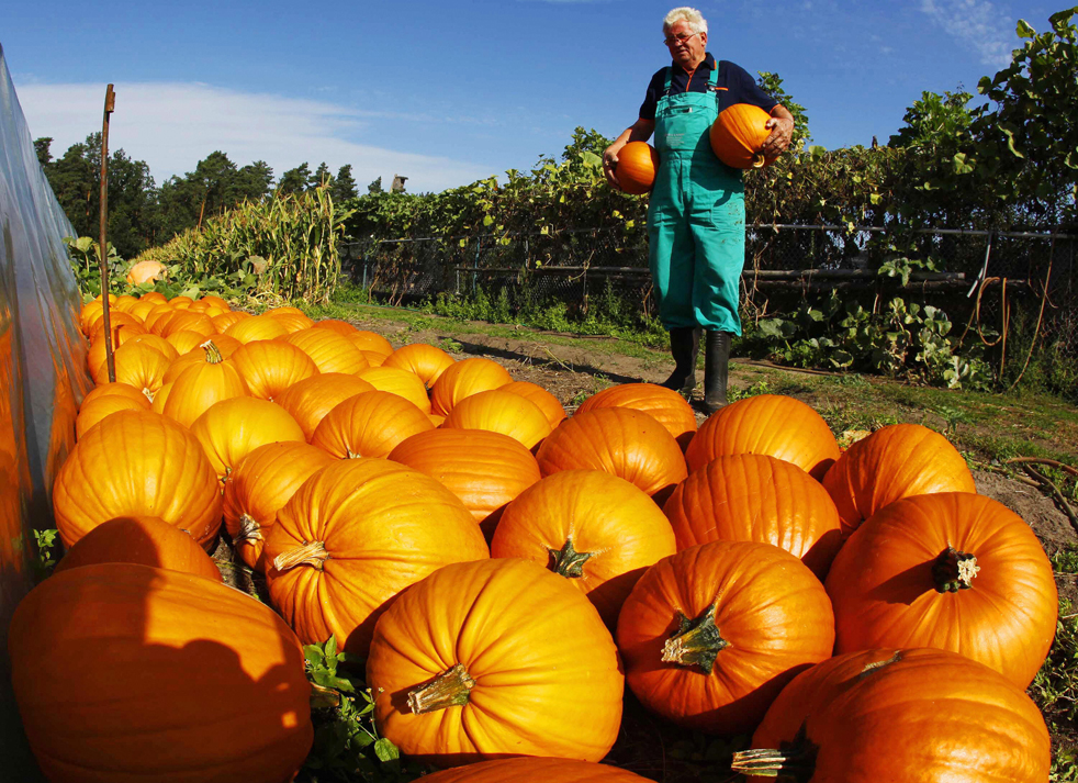 harvest08.jpg