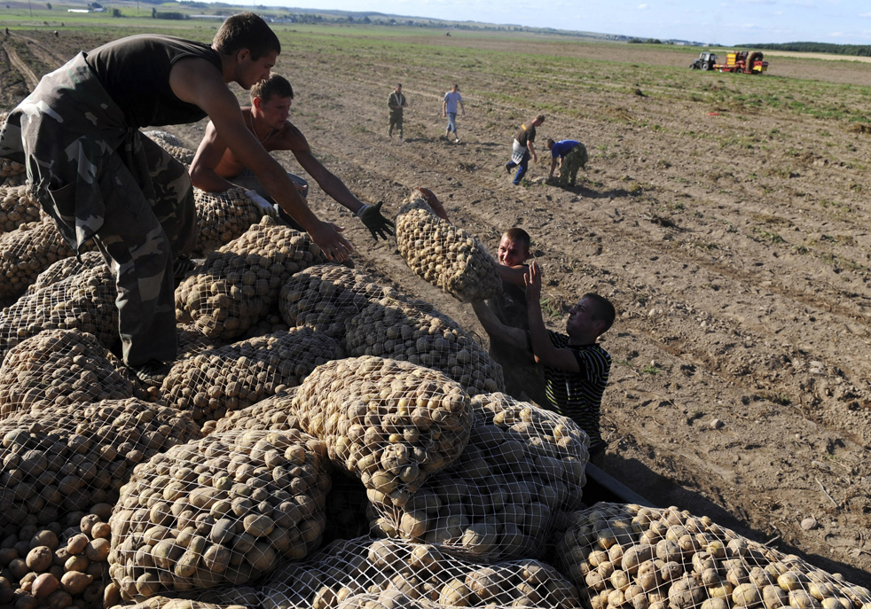 harvest10.jpg