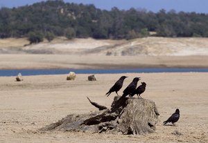 RP FLOSOM LAKE CROWS.JPG
