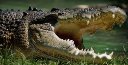 croc.jpg