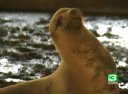 sealion