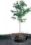 tree.jpg