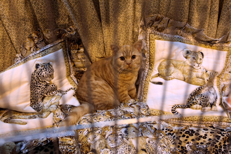cat_show_04.jpg