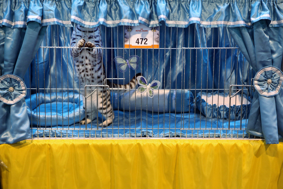 cat_show_05.jpg