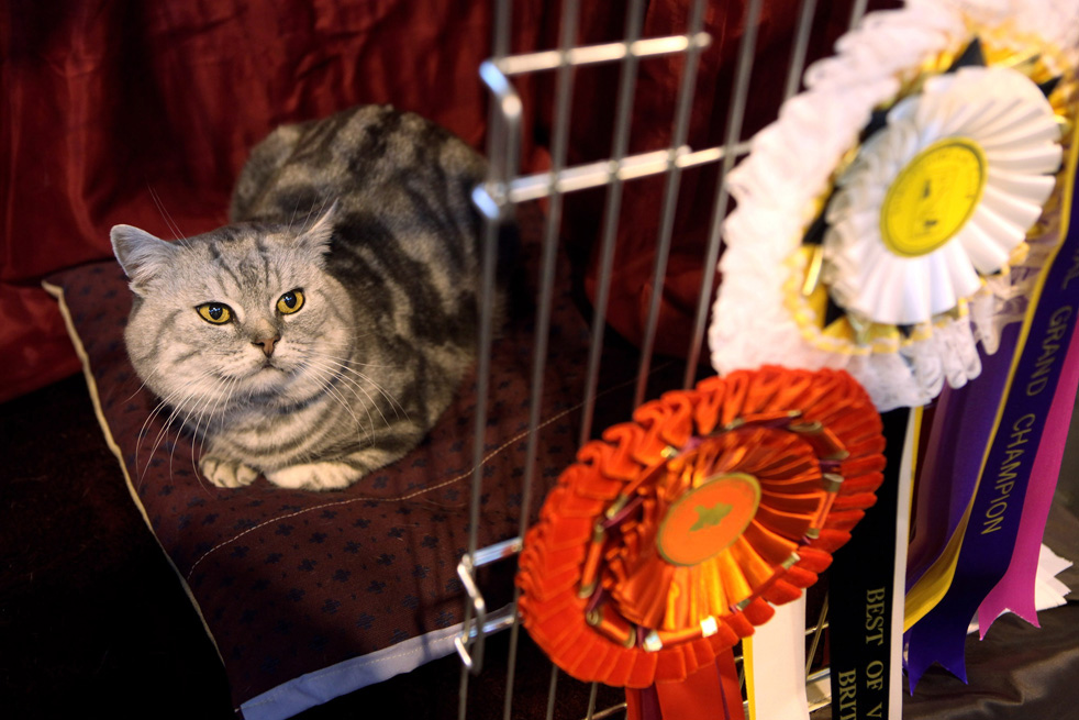 cat_show_06.jpg