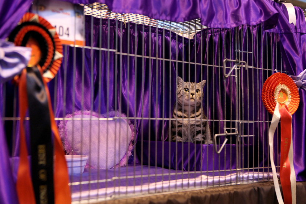 cat_show_07.jpg