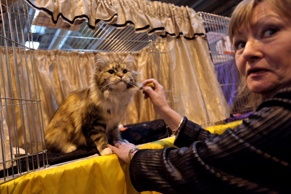 cat_show_09.jpg