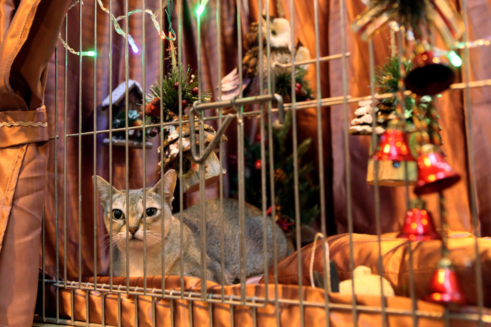 cat_show_11.jpg