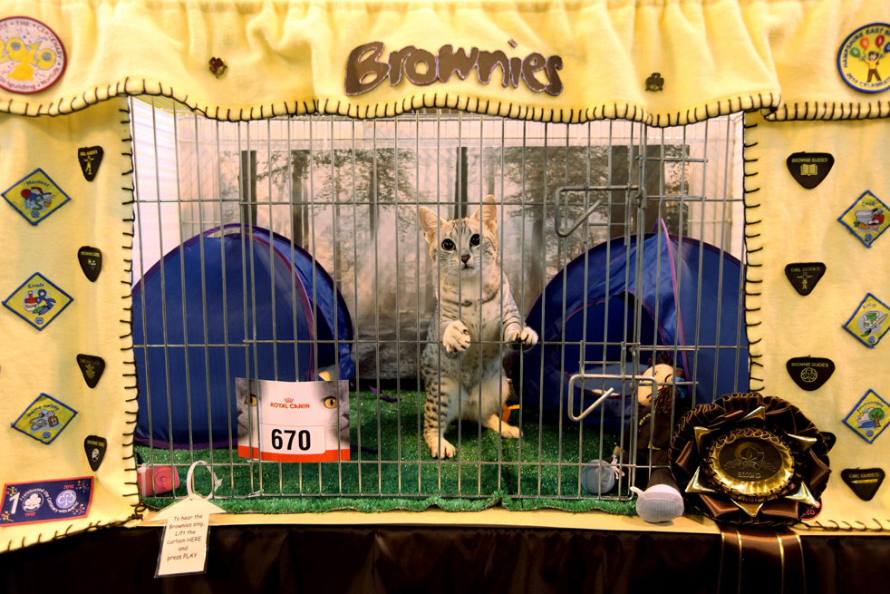 cat_show_12.jpg