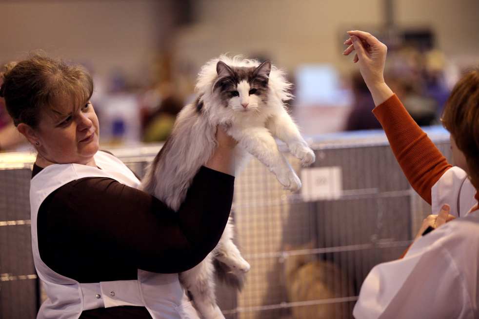 cat_show_16.jpg