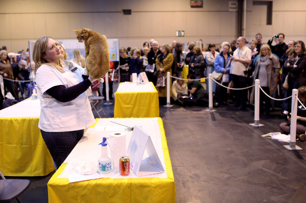cat_show_20.jpg
