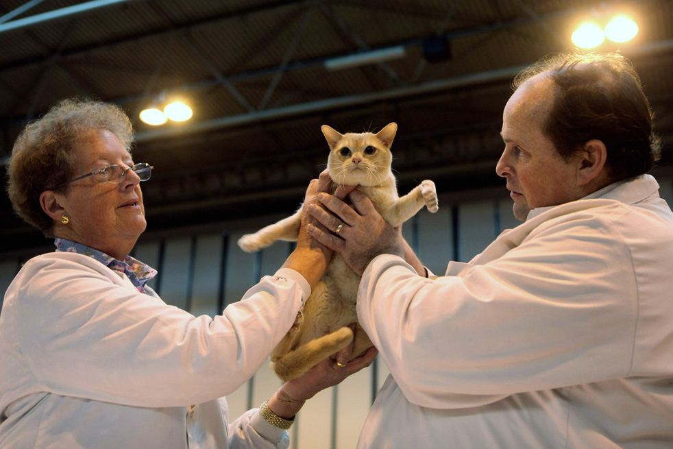 cat_show_21.jpg