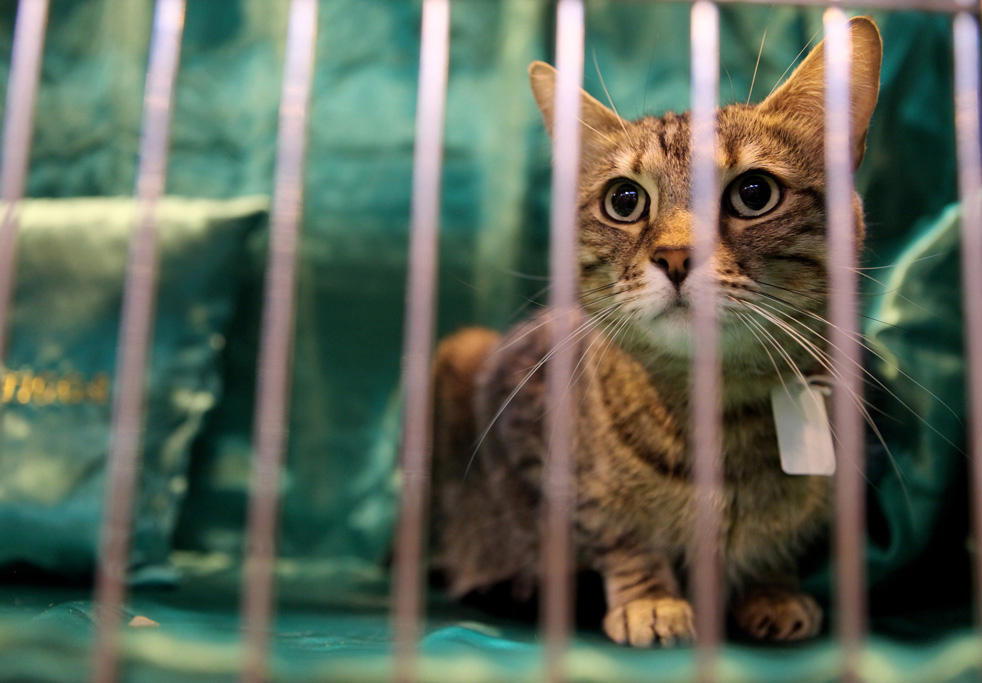 cat_show_24.jpg