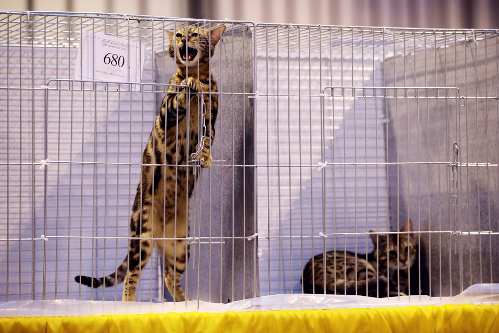 cat_show_25.jpg