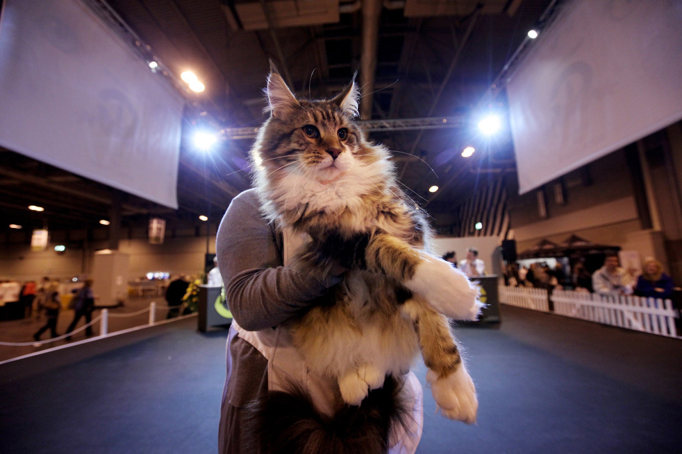 cat_show_28.jpg
