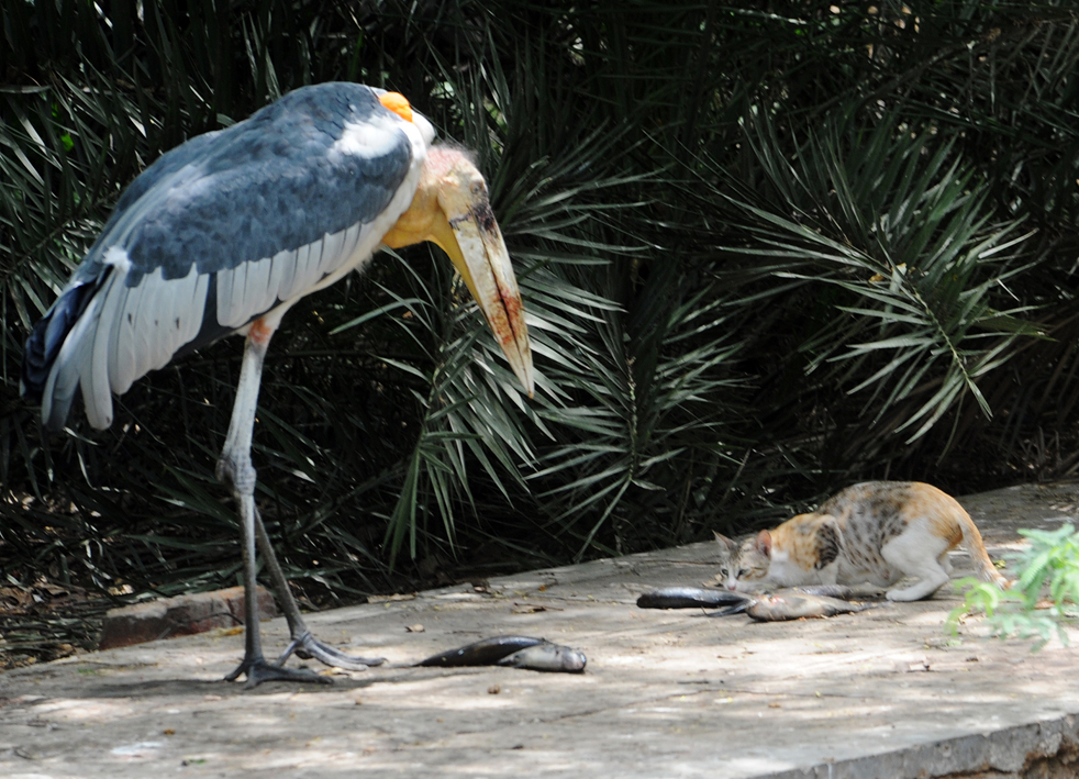 http://media.sacbee.com/static/weblogs/photos/images/june09/zoo_sm/zoo_an13.jpg